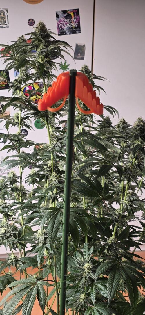 Naughty Dawg-Wunderbohnen-SeedsOfAnarchy. Week 14