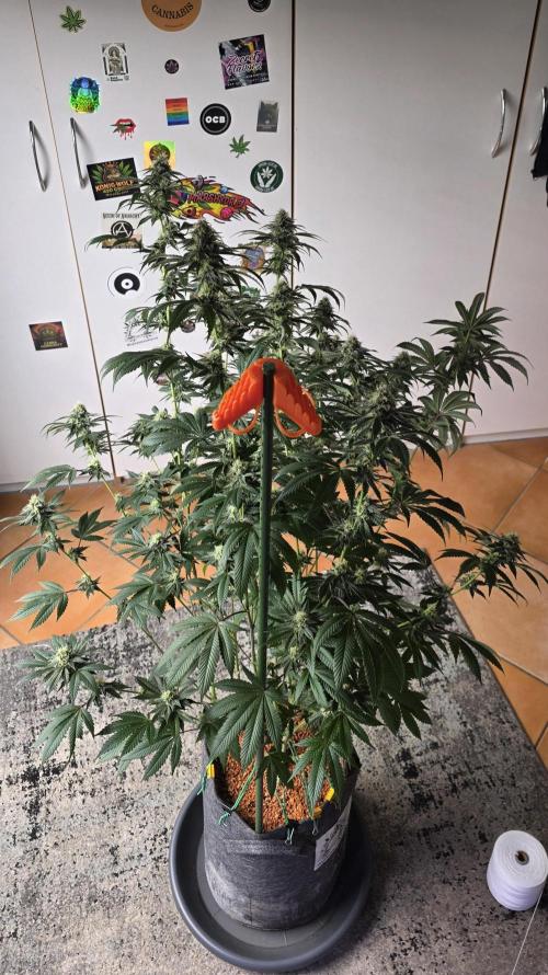 Naughty Dawg-Wunderbohnen-SeedsOfAnarchy. Week 14