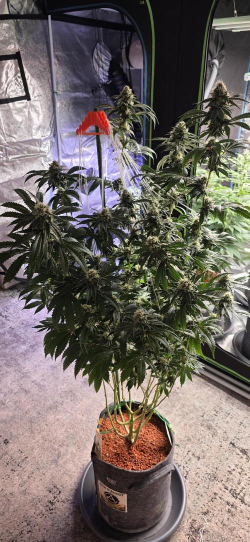 Naughty Dawg-Wunderbohnen-SeedsOfAnarchy. Week 14