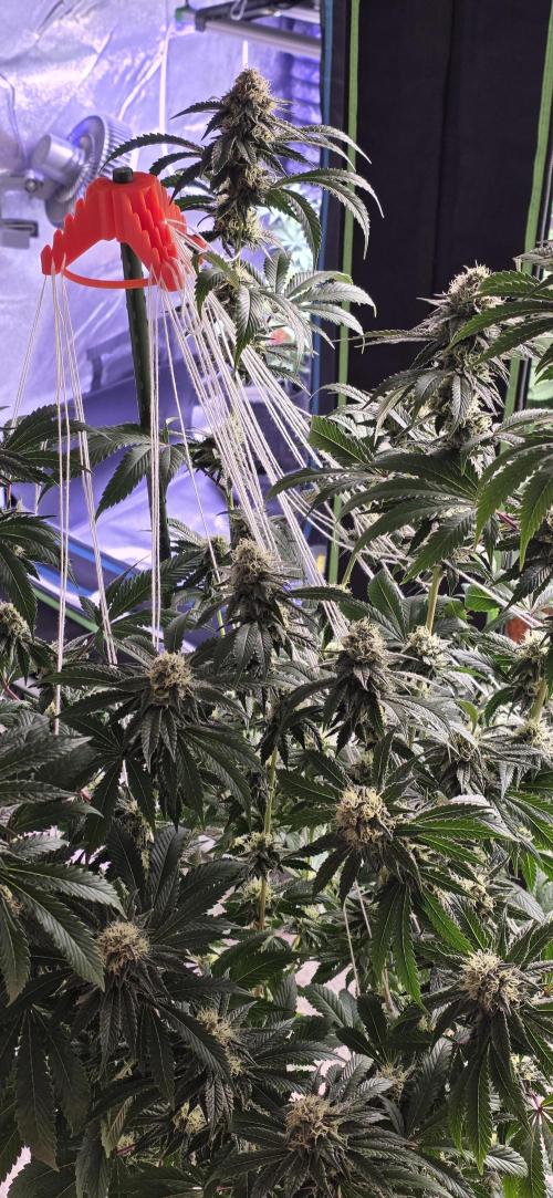 Naughty Dawg-Wunderbohnen-SeedsOfAnarchy. Week 14