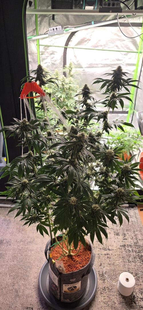 Naughty Dawg-Wunderbohnen-SeedsOfAnarchy. Week 14