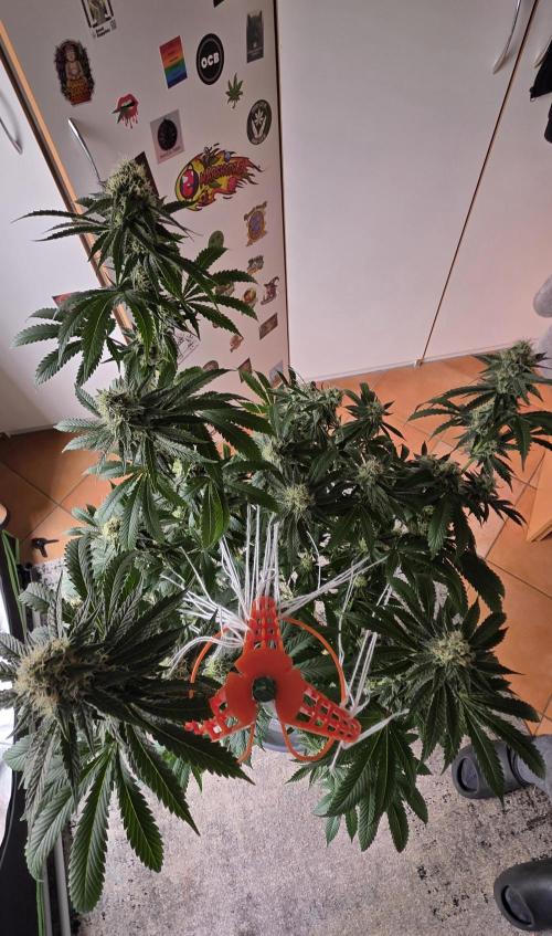 Naughty Dawg-Wunderbohnen-SeedsOfAnarchy. Week 14