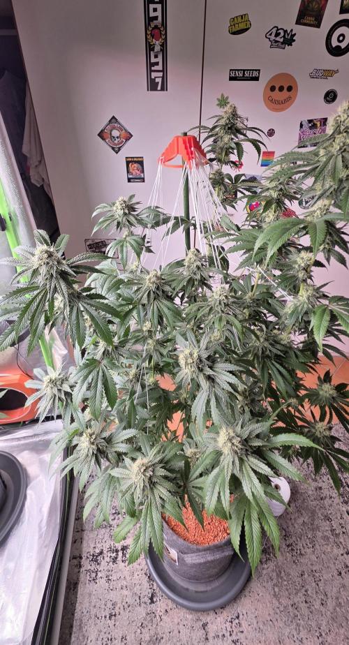 Naughty Dawg-Wunderbohnen-SeedsOfAnarchy. Week 14