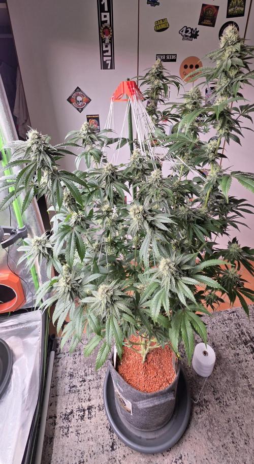 Naughty Dawg-Wunderbohnen-SeedsOfAnarchy. Week 14