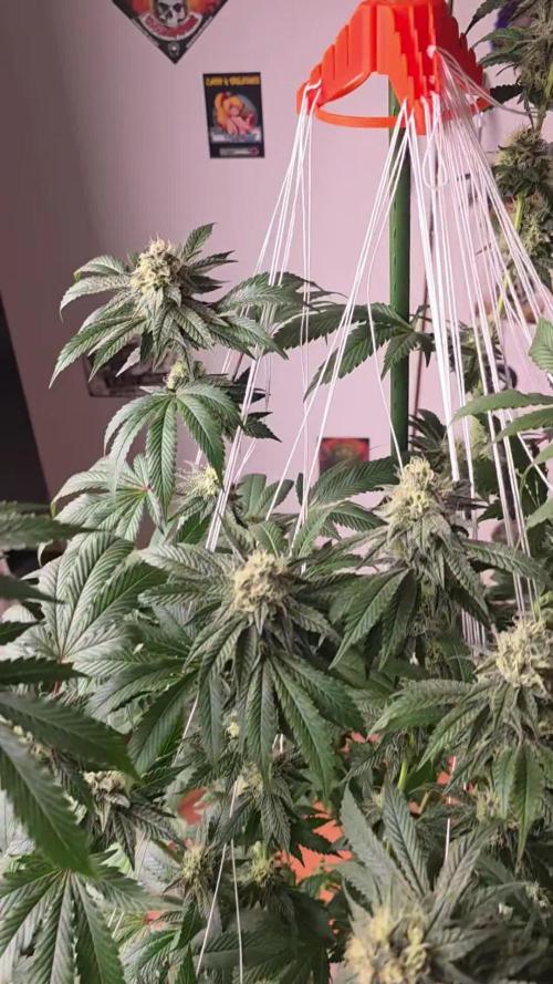 Naughty Dawg-Wunderbohnen-SeedsOfAnarchy