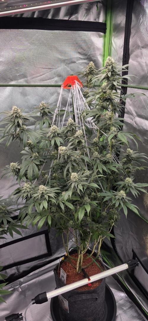 Naughty Dawg-Wunderbohnen-SeedsOfAnarchy. Week 14