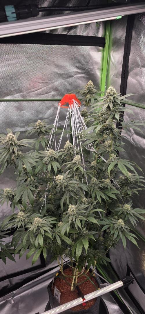 Naughty Dawg-Wunderbohnen-SeedsOfAnarchy. Week 14
