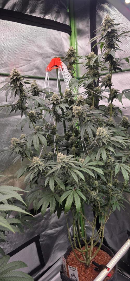 Naughty Dawg-Wunderbohnen-SeedsOfAnarchy. Week 15