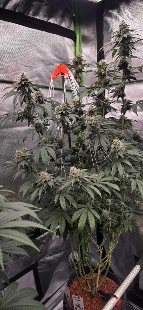 Naughty Dawg-Wunderbohnen-SeedsOfAnarchy. Week 15