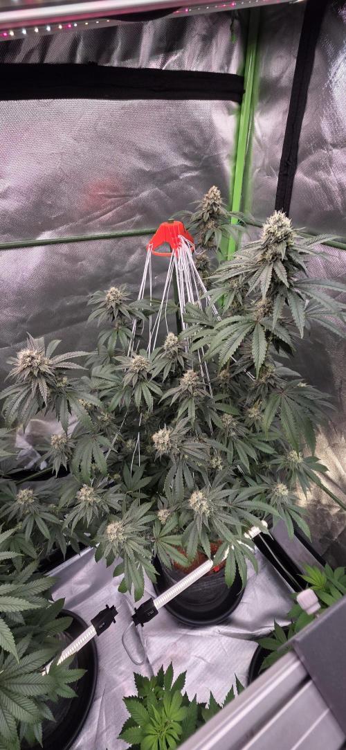 Naughty Dawg-Wunderbohnen-SeedsOfAnarchy. Week 15