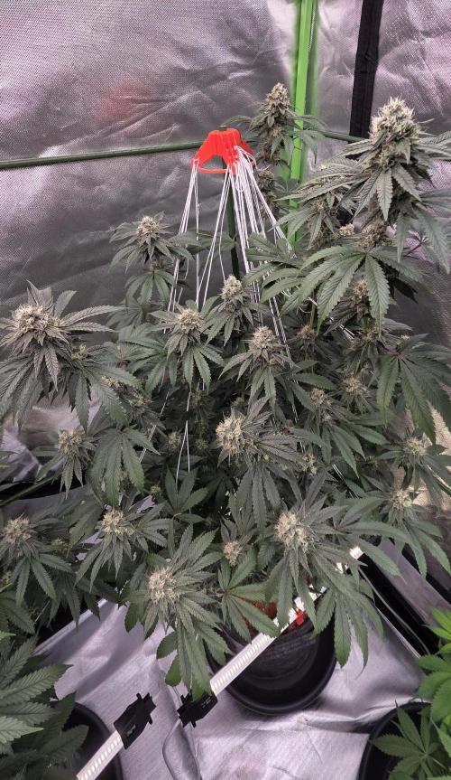 Naughty Dawg-Wunderbohnen-SeedsOfAnarchy. Week 15