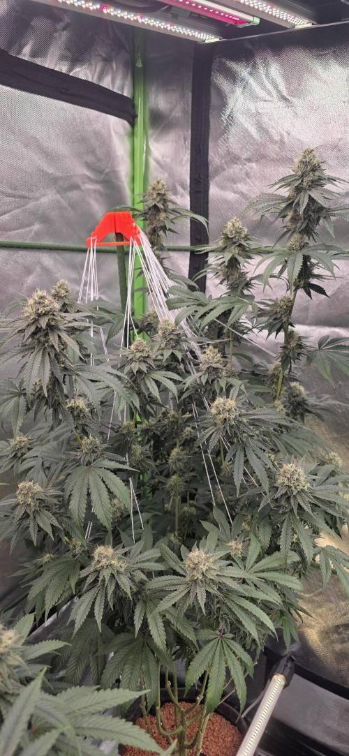 Naughty Dawg-Wunderbohnen-SeedsOfAnarchy. Week 15