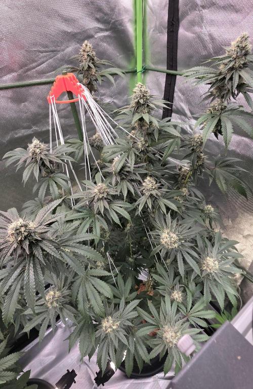 Naughty Dawg-Wunderbohnen-SeedsOfAnarchy. Week 15