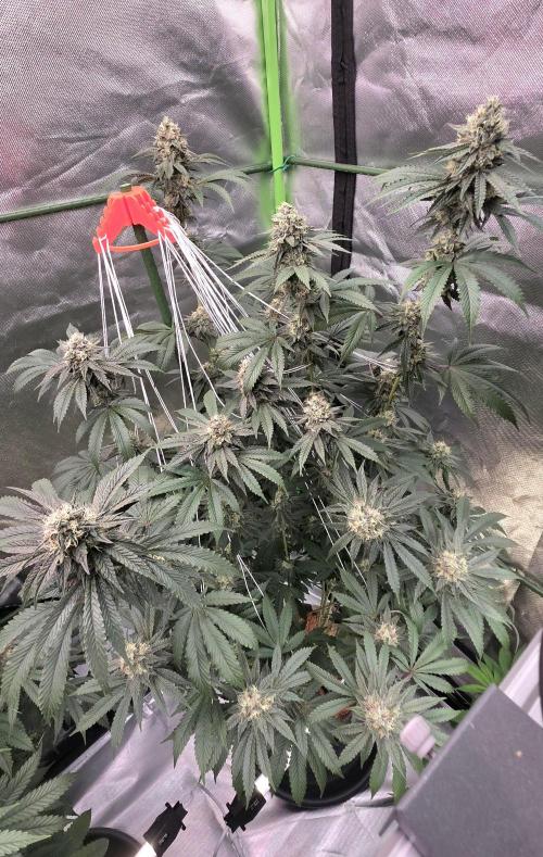 Naughty Dawg-Wunderbohnen-SeedsOfAnarchy. Week 15
