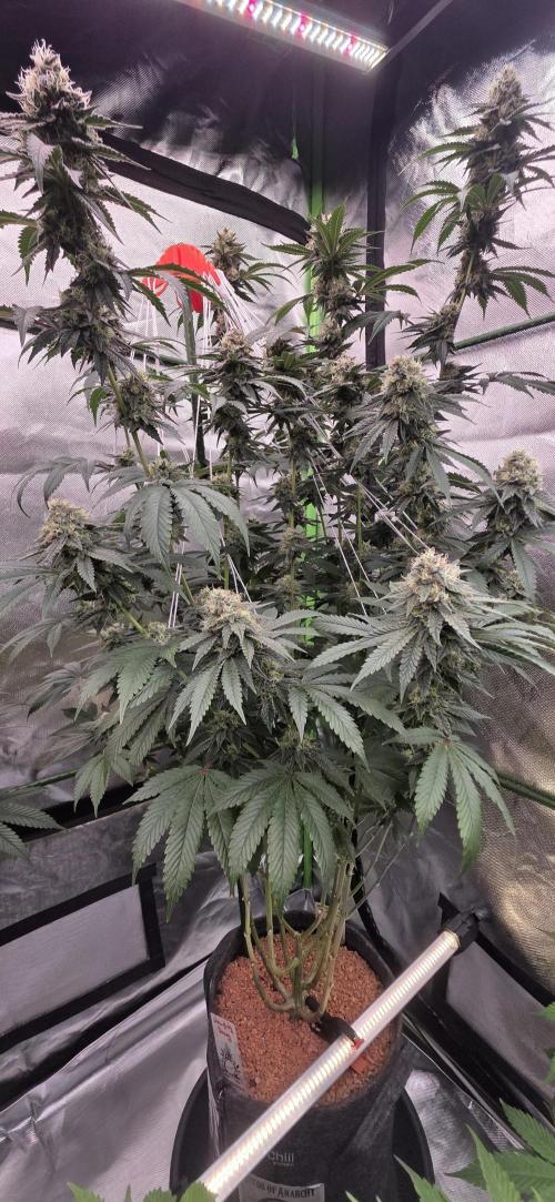 Naughty Dawg-Wunderbohnen-SeedsOfAnarchy. Week 15