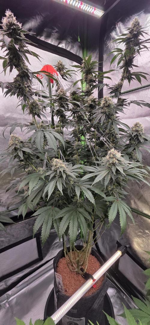Naughty Dawg-Wunderbohnen-SeedsOfAnarchy. Week 15