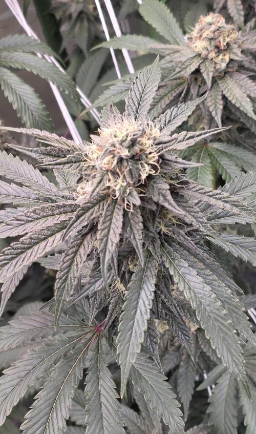 Naughty Dawg-Wunderbohnen-SeedsOfAnarchy. Week 15