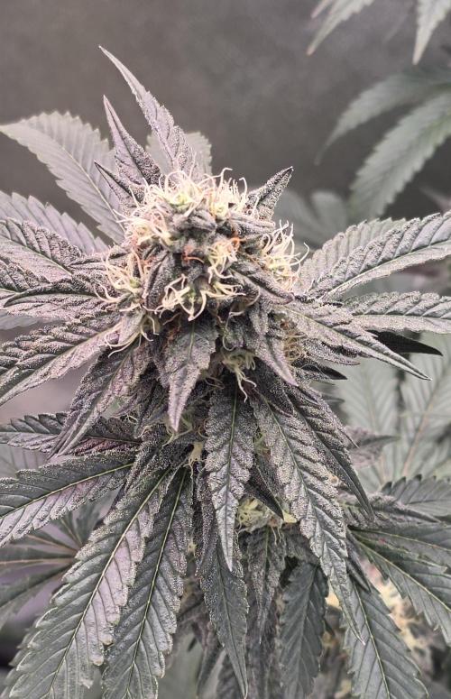 Naughty Dawg-Wunderbohnen-SeedsOfAnarchy. Week 15
