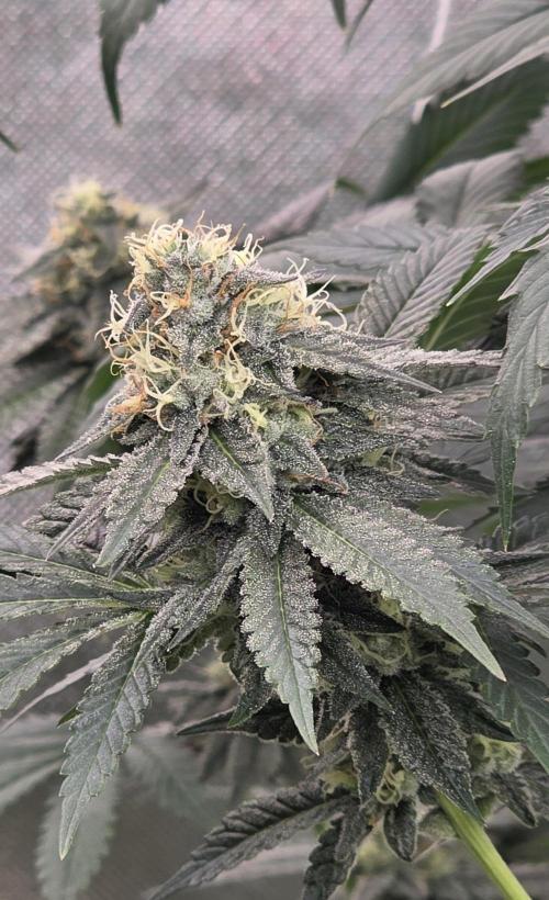 Naughty Dawg-Wunderbohnen-SeedsOfAnarchy. Week 15