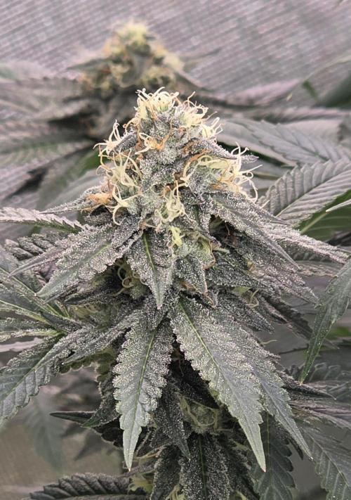Naughty Dawg-Wunderbohnen-SeedsOfAnarchy. Week 15