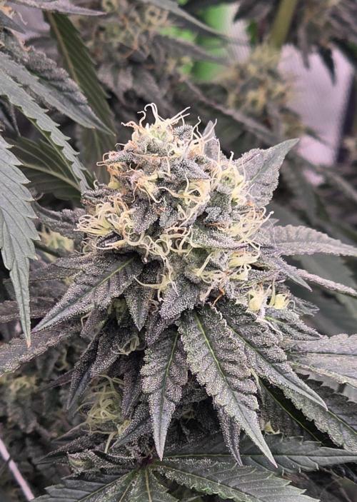 Naughty Dawg-Wunderbohnen-SeedsOfAnarchy. Week 15