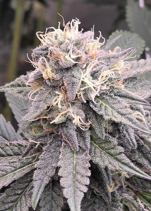 Naughty Dawg-Wunderbohnen-SeedsOfAnarchy. Week 15