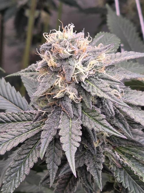 Naughty Dawg-Wunderbohnen-SeedsOfAnarchy. Week 15