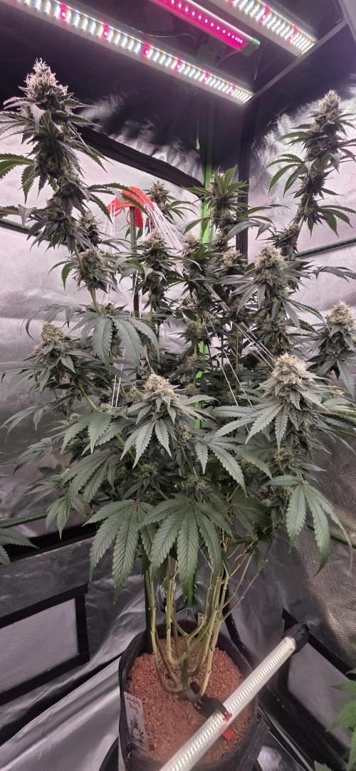 Naughty Dawg-Wunderbohnen-SeedsOfAnarchy. Week 15