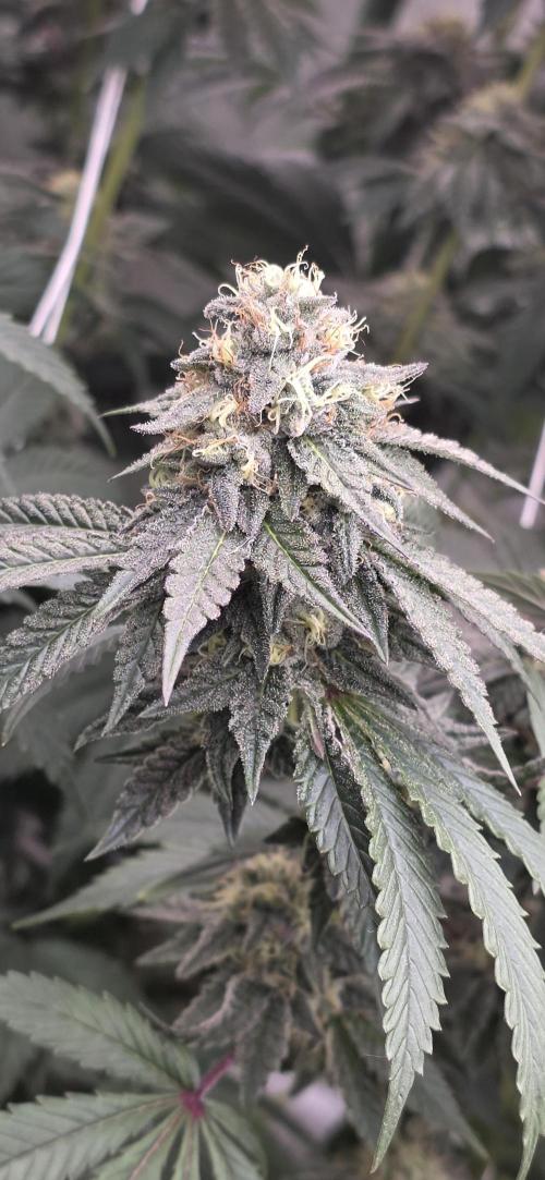 Naughty Dawg-Wunderbohnen-SeedsOfAnarchy. Week 15