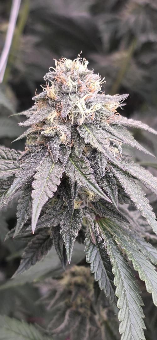 Naughty Dawg-Wunderbohnen-SeedsOfAnarchy. Week 15