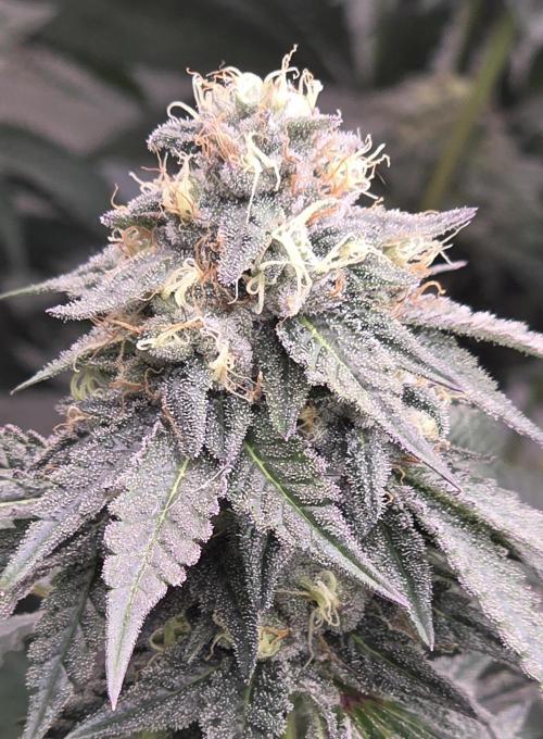 Naughty Dawg-Wunderbohnen-SeedsOfAnarchy. Week 15