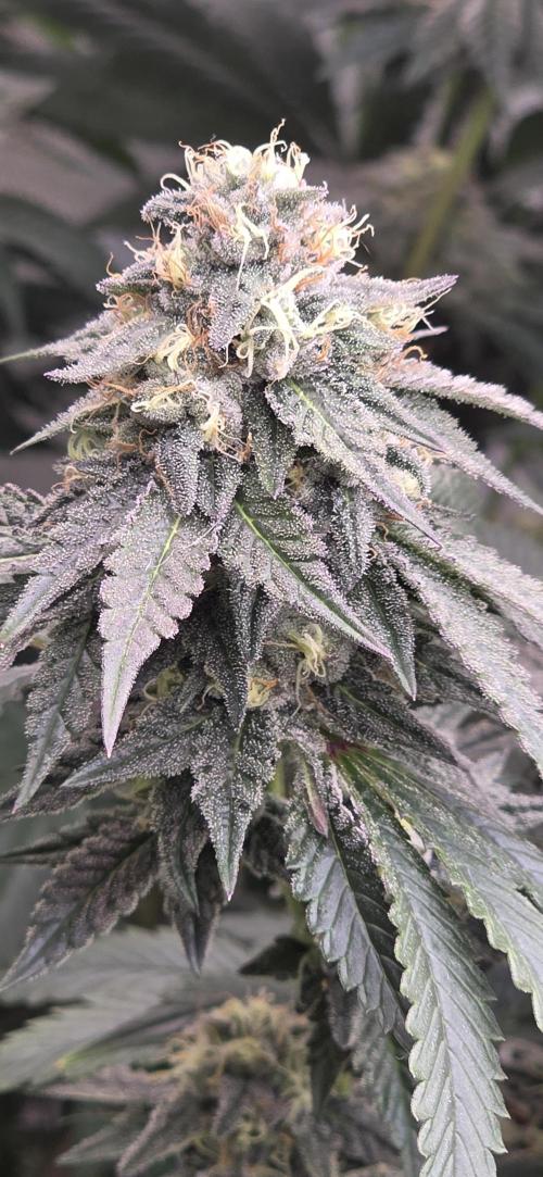 Naughty Dawg-Wunderbohnen-SeedsOfAnarchy. Week 15