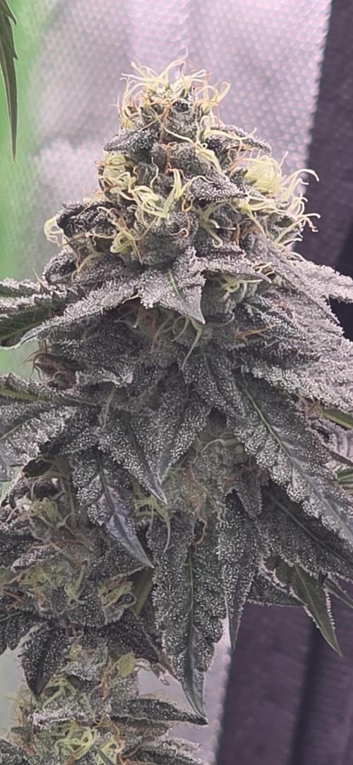 Naughty Dawg-Wunderbohnen-SeedsOfAnarchy. Week 15