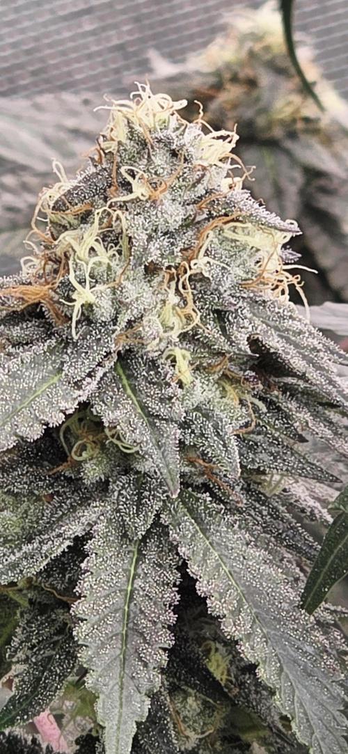 Naughty Dawg-Wunderbohnen-SeedsOfAnarchy. Week 15