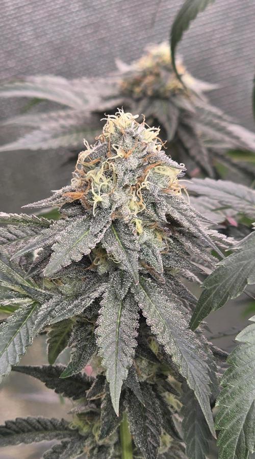 Naughty Dawg-Wunderbohnen-SeedsOfAnarchy. Week 15