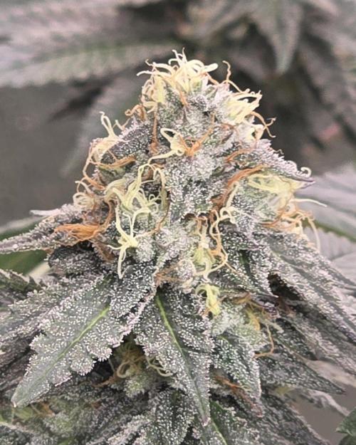 Naughty Dawg-Wunderbohnen-SeedsOfAnarchy. Week 15