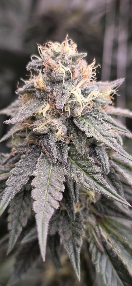 Naughty Dawg-Wunderbohnen-SeedsOfAnarchy. Week 15
