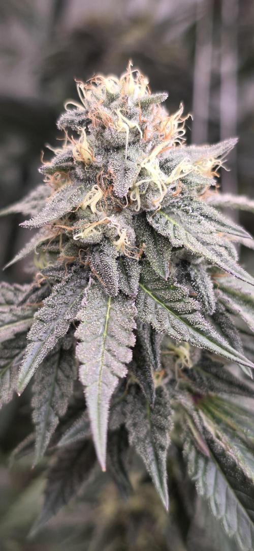 Naughty Dawg-Wunderbohnen-SeedsOfAnarchy. Week 15