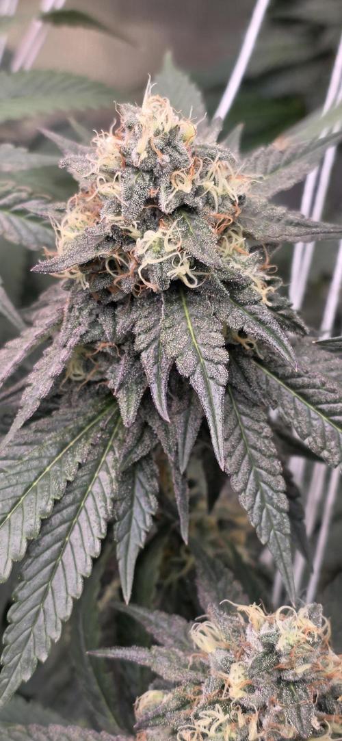 Naughty Dawg-Wunderbohnen-SeedsOfAnarchy. Week 15