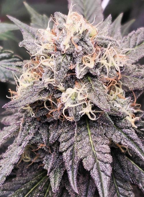 Naughty Dawg-Wunderbohnen-SeedsOfAnarchy. Week 15