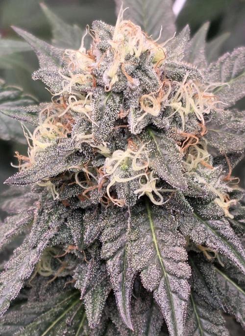Naughty Dawg-Wunderbohnen-SeedsOfAnarchy. Week 15