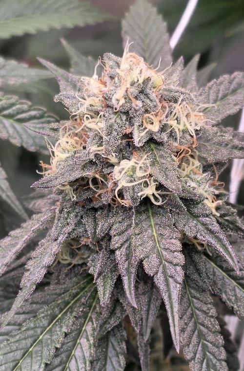 Naughty Dawg-Wunderbohnen-SeedsOfAnarchy. Week 15