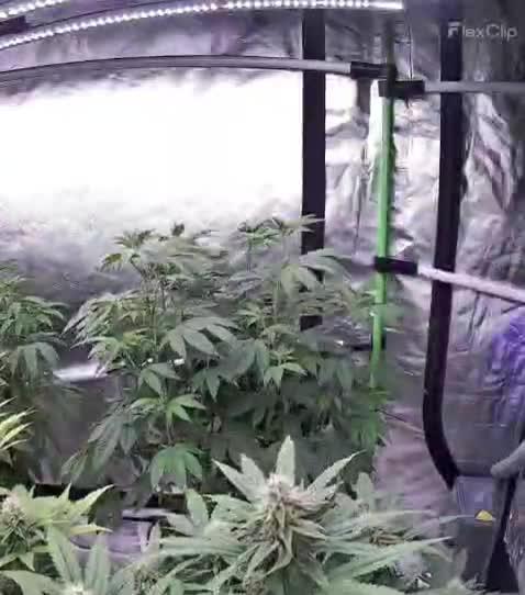 Naughty Dawg-Wunderbohnen-SeedsOfAnarchy