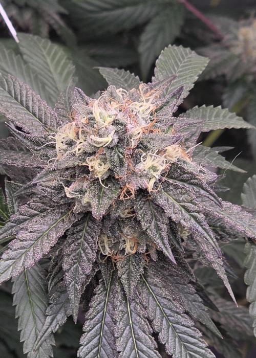 Naughty Dawg-Wunderbohnen-SeedsOfAnarchy. Week 16