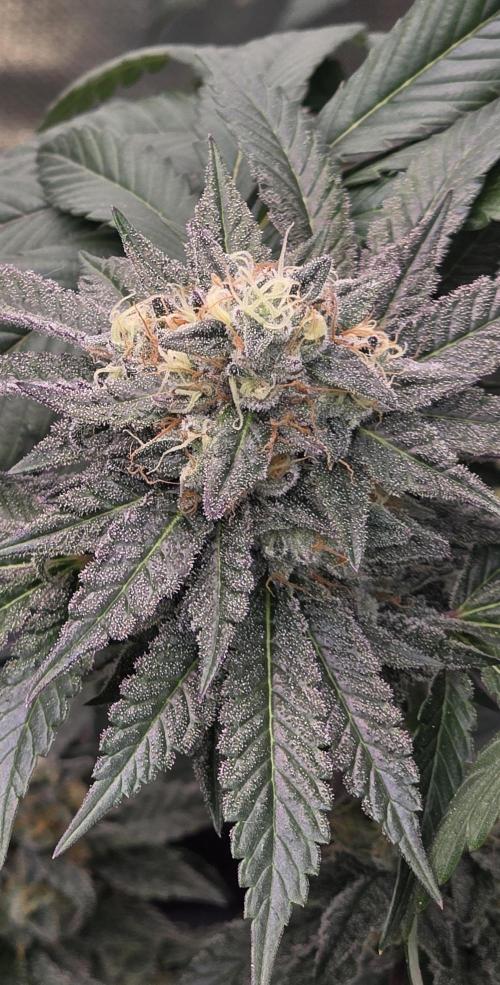 Naughty Dawg-Wunderbohnen-SeedsOfAnarchy. Week 16