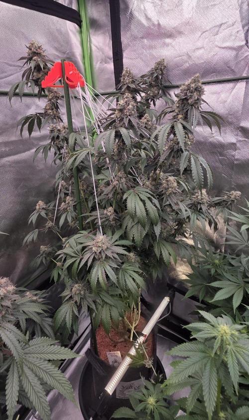 Naughty Dawg-Wunderbohnen-SeedsOfAnarchy. Week 16