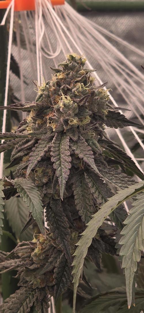 Naughty Dawg-Wunderbohnen-SeedsOfAnarchy. Week 16
