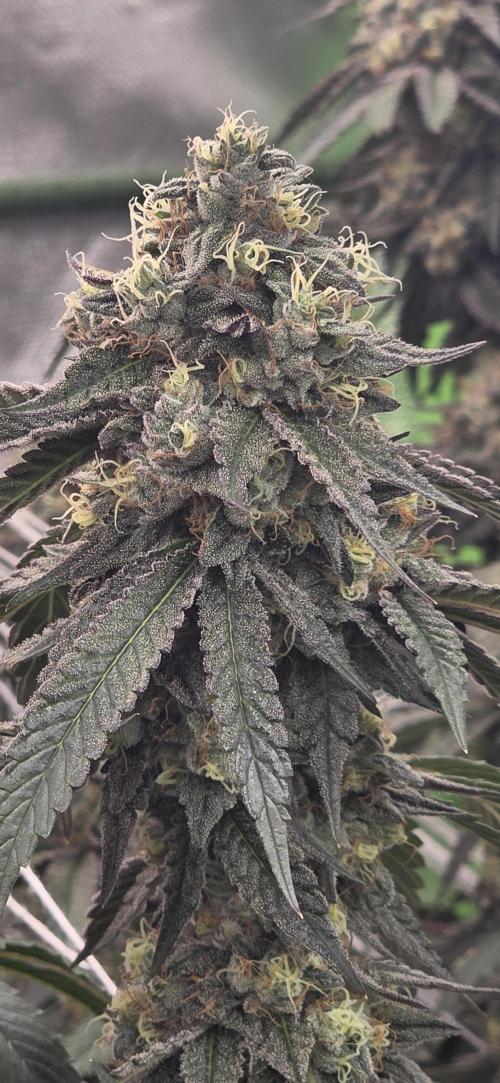 Naughty Dawg-Wunderbohnen-SeedsOfAnarchy. Week 16