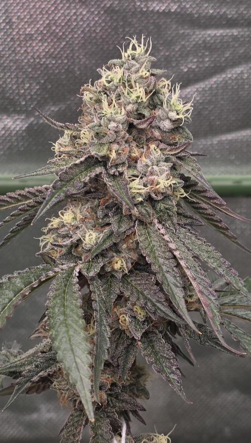 Naughty Dawg-Wunderbohnen-SeedsOfAnarchy. Week 16
