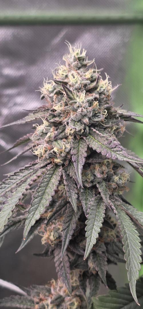 Naughty Dawg-Wunderbohnen-SeedsOfAnarchy. Week 16